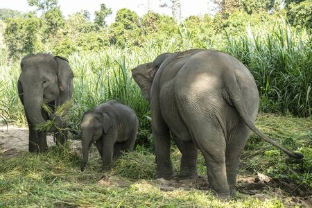 animal, asia, asian, background, beautiful, beauty, big, conservation, elephant, environment, foliage, forest, garden, grass, green, japan, jungle, landscape, large, leaf, mammal, moss, national, natural, nature, outdoor, park, plant, river, rock, safari, stone, strong, summer, thai, thailand, tourism, travel, tree, trees, tropical, trunk, water, wild, wilderness, wildlifeの写真素材