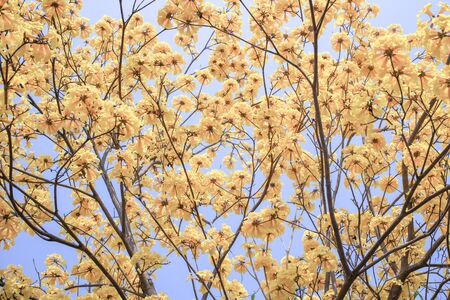 Yellow blossoms flower on day skyの写真素材