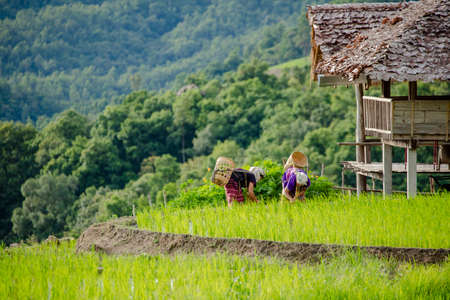 Chiang Mai, Thailand. 20 Aug 2020 ; Rice farmers transplant in the paddy field on rice field terraced in north Thailand, Mae jam, Chiang Mai, Thailand.のeditorial素材