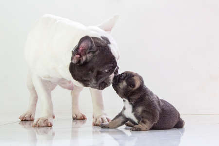 blue tan french bulldog puppy and mom on isolate background