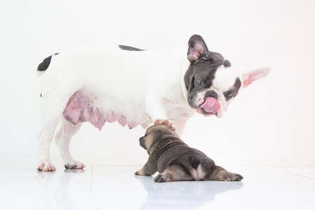 blue tan french bulldog puppy and mom on isolate backgroundの写真素材