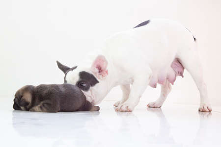 blue tan french bulldog puppy and mom on isolate backgroundの写真素材