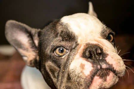 blue pie french bulldog sick symptomsの写真素材