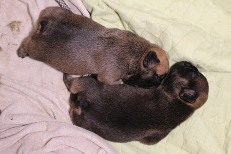 Pug puppies sleeping on a soft blanket. Shallow depth of field.の写真素材