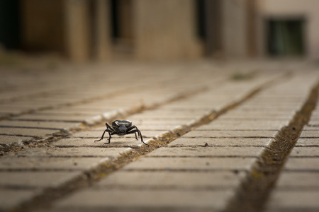 Darkloing beetle looking into the camera on a street in Mallorca, Spainの写真素材