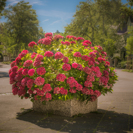 A cpncrete pot full of hydrangeaの写真素材