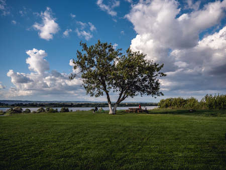 tree on a bank of a riverの写真素材