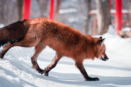 The Beaty Fox in Snow