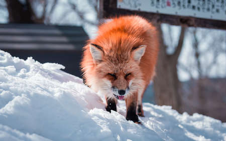 The Beaty Fox in Snowの写真素材