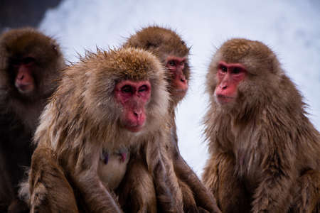 Snow Monkeys Soak in Hotspringsの写真素材