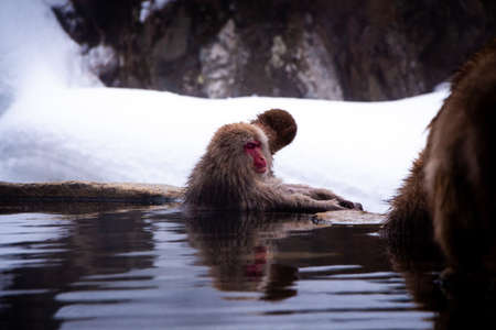 Snow Monkeys Soak in Hotspringsの写真素材