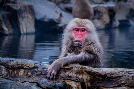 Snow Monkeys Soak in Hotspringsの写真素材