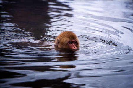 Snow Monkeys Soak in Hotspringsの写真素材