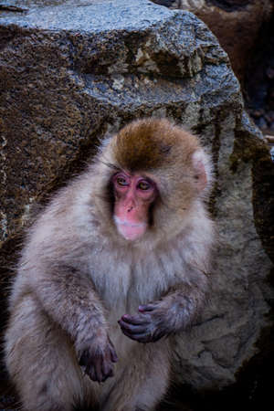 Snow Monkeys Soak in Hotsprings
