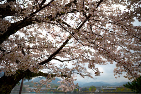 Kyotoの写真素材