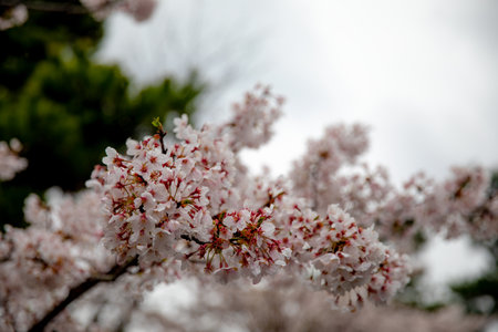 Kyoto