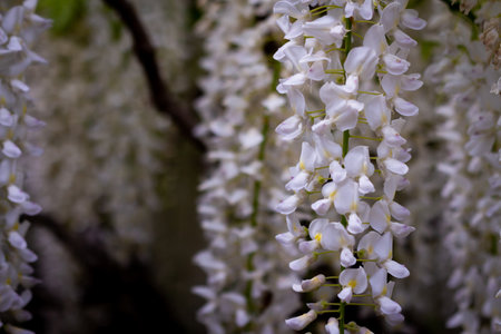 Ashikaga Flower Parkの写真素材