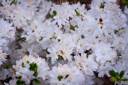 Ashikaga Flower Parkの写真素材