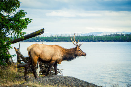 Yellowstone National Parkの写真素材