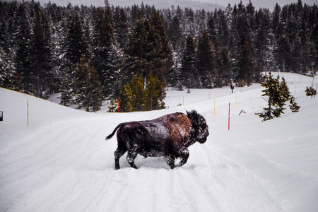 Yellowstone National Park