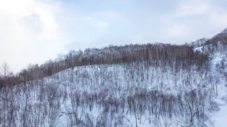 Snow covered forest in winter season with blue sky and white clouds.