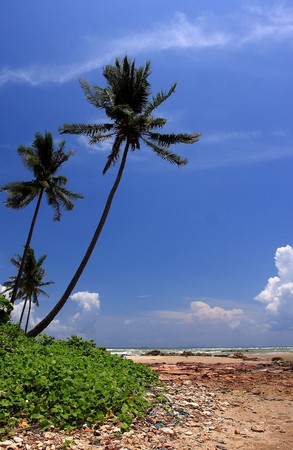 Coconut plantations in Thailand along the Andaman Seaの写真素材