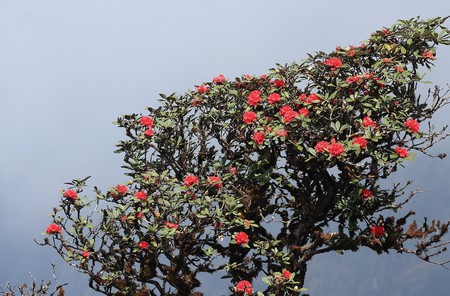 rhododendron on Doi Inthanon. Northern Thailandの写真素材