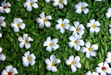 Flowers white with a spa counterpartの写真素材