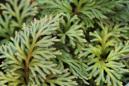 Fern leaf shapes, strange and beautiful patterns