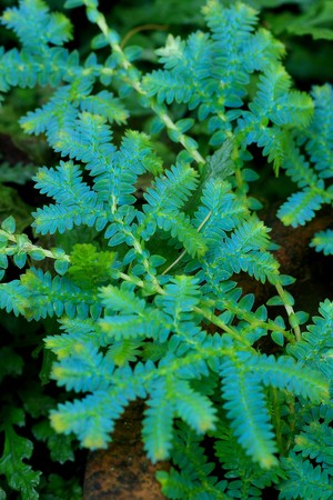 Fern leaf shapes, strange and beautiful patternsの写真素材