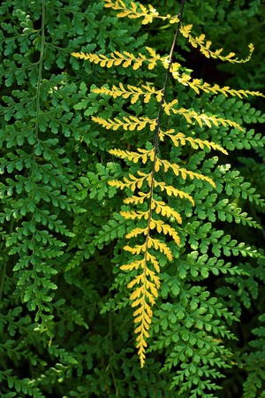 Fern leaf shapes, strange and beautiful patternsの写真素材