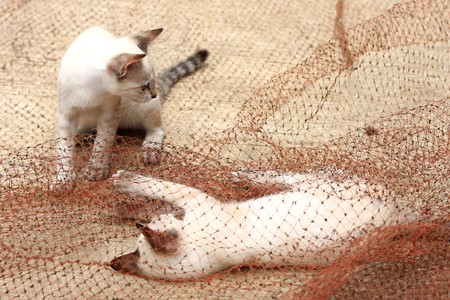 Kittens are fighting and playing on the red mesh 