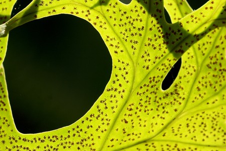 Fern leaf with spores many light impactの写真素材