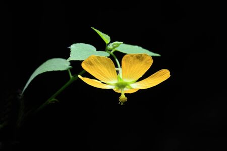 Yellow flowers in a new perspectiveの写真素材