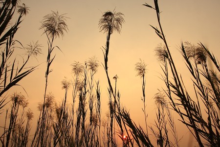 Many grass near the water in the eveningの写真素材