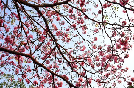 Background pink flowers