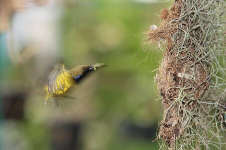 Flying to feeding birdsの写真素材