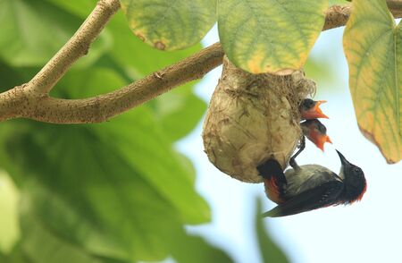 Flying to feeding birdsの写真素材