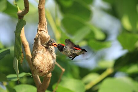 Feeding birds are flyingの写真素材