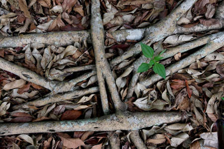 rootsの写真素材