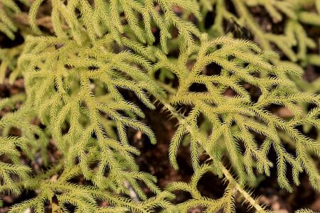 Lycopodium long lines in a beautiful garden の写真素材