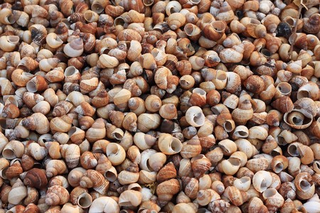 Many shellfish remains deadの写真素材