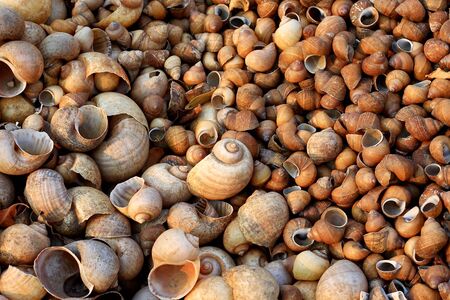 Many shellfish remains deadの写真素材 [40007017532]｜毎月1点無料（フリー）のストックフォト イメージマート