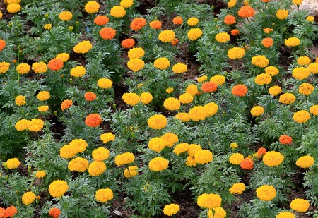 Marigold backgroundの写真素材