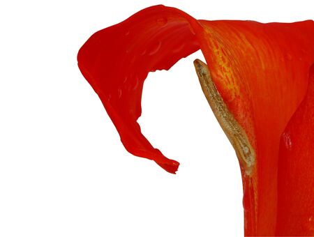 red hibiscus isolated on the white background の写真素材