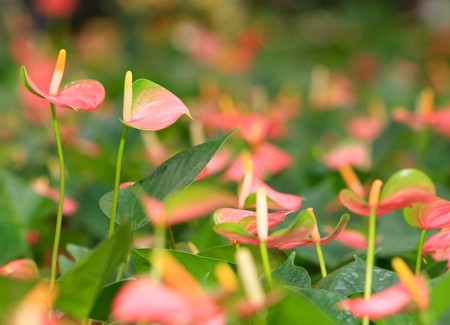 Glasshouse anthurium in thailand の写真素材