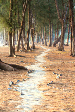 Pine tree on the beachの写真素材