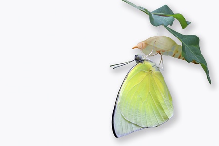 butterflyの写真素材