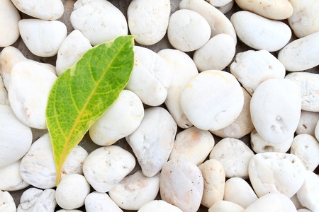 front view white stones and green leafの写真素材