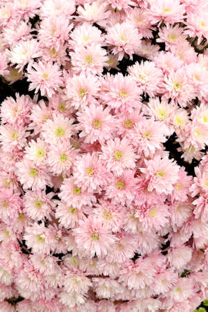 Many beautiful pink chrysanthemums, autumn bouquet, close-upの写真素材